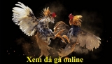 Theo dõi đá gà trực tiếp thomo kịch tính – Trực tiếp các giải đấu hấp dẫn