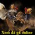 Xem đá gà campuchia – Trực tiếp đá gà siêu HOT không thể bỏ lỡ