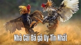 Mot88 đá gà-Hạng mục khuấy đảo cộng đồng game thủ hiện nay